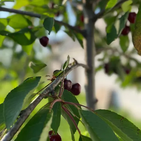 Pensjonat къща райкови Duskarite