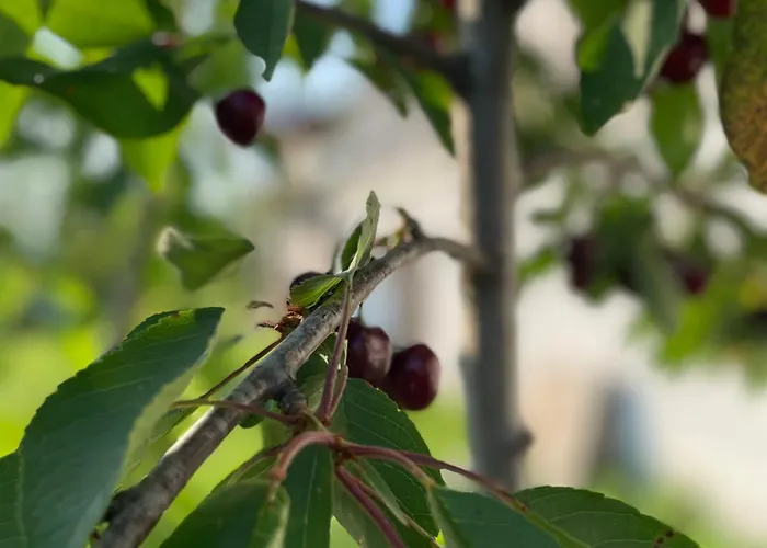 Casa de hóspedes къща райкови Duskarite
